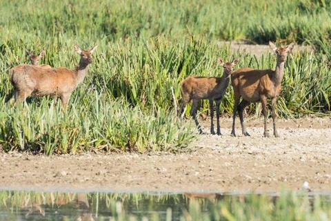 Three deer looking at the same time Stock Photos