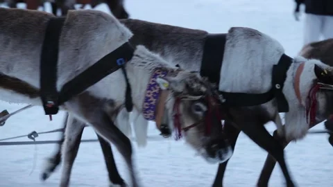 Three Deer Pull A Sleigh. Stock Footage 327070844