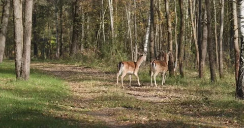 Three deer run into the forest Stock Footage 172227043