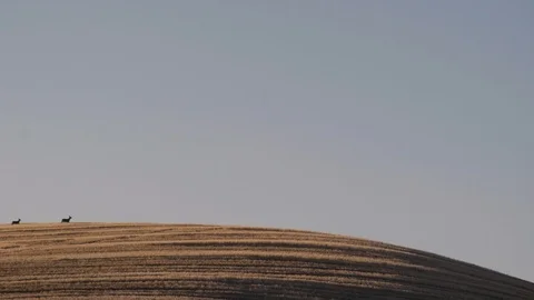 Three deer running over a hill on farmland Stock Footage 99803969