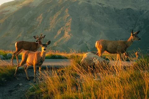 Three deer standing along a road with a mountain in the background. Stock Photos