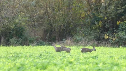 Three deer standing on a meadow eating grass - deer in the wild Stock Footage 144600549