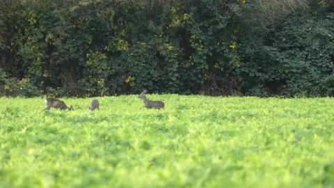 Three deer standing on a meadow eating grass - deer in the wild Stock Footage 144600555