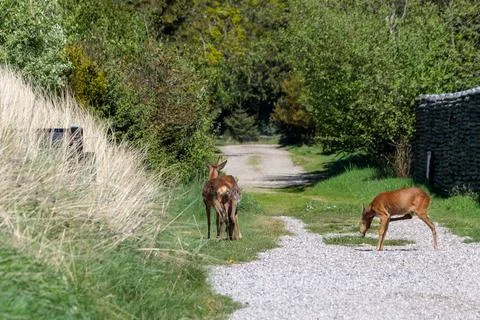 Three Deer Standing on a Sunlit Path Between Houses Stock Photos