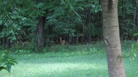 Three deer in the woods Stock Footage 53690388