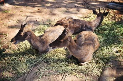 Three deer in zoo Stock Photos