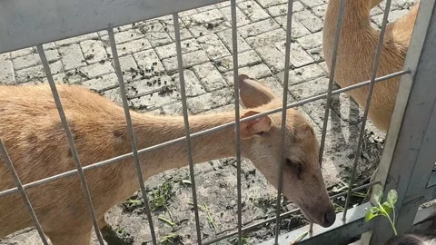 Three Deers Behind Bars Stock Footage 297624920