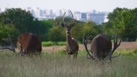 Three Deers on a CItyscape Background	 動画素材 245702655