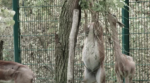 Three deers eating from a tree Video stock 68646350