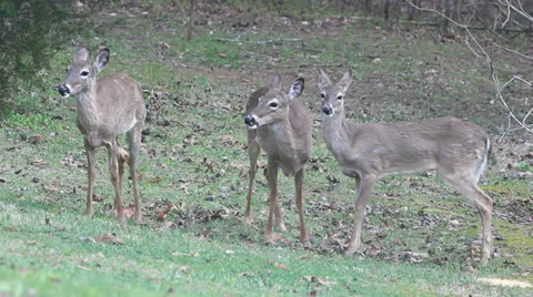 Three deers Stock Footage 22605150