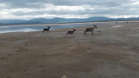 Three deers near the ocean Stock Footage 114418247