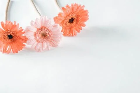 Three delicate gerbera flowers on a table Stock Photos
