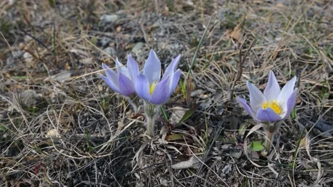 Three delicate light purple wild crocus flowers moving in a light wind  Stock Footage 221190054