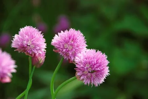 Three delicate pink blooms on a chive plant Stock Photos