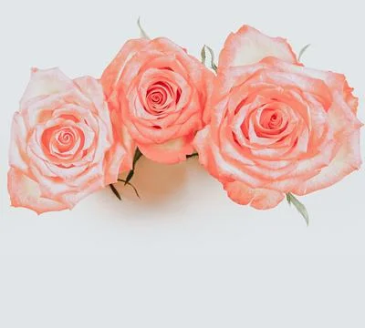 Three delicate pink roses on a light background Stock Photos