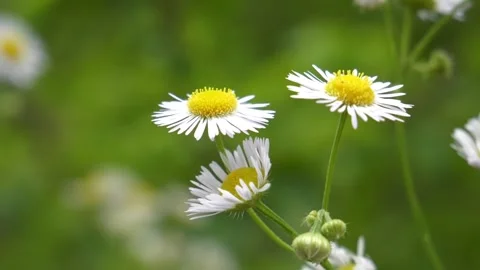 Three delicate white daisies with yellow centers bloom amidst a soft green .. Stock Footage 295745142