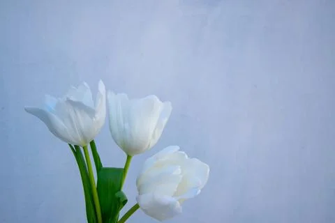 Three delicate white tulips stand tall in a vase set against a soft, muted ba Stock Photos