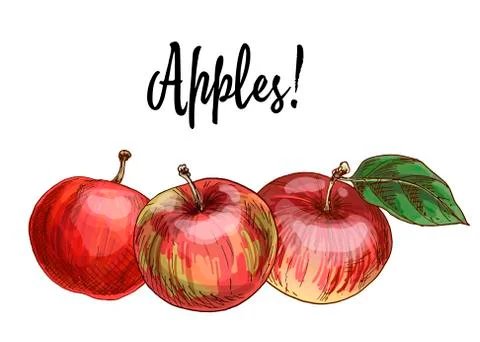 Three delicious red apples isolated on white background. Autumn harvest  Stock Illustration