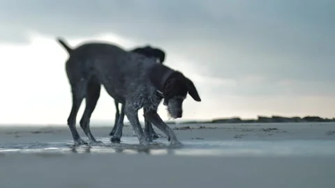 Three deogs investigate a sea pool tilt shift slow motion 4K Stock Footage 285404449