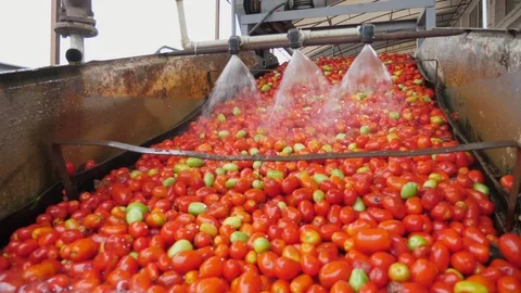 Three devices spray water to purify tomatoes on a modern agro plant in summer Vídeo Stock 119965595