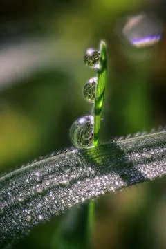 Three Dew Drops on a Green Grass Blade Foto stock