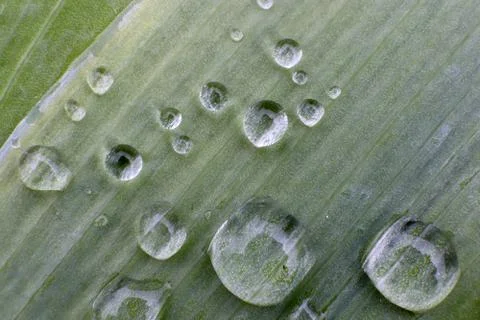 Three dew water drops on leaf surface macro closeup Stock Photos