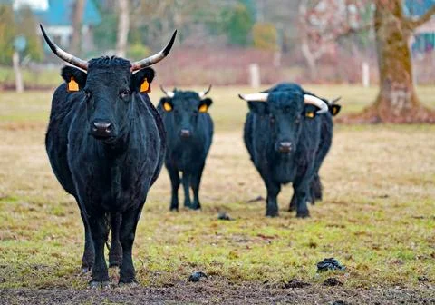 Three Dexter cows Stock Photos