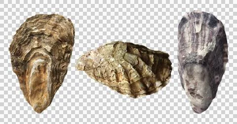 Three different angles of a rough oyster shell for marine biology and rusti.. Foto stock