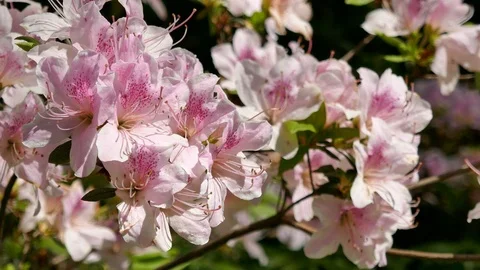 Three different azalea blossoms 4K 動画素材 95043810