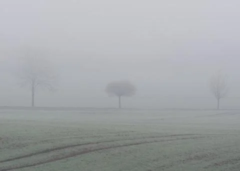 Three different bald trees stand in a row Stock Photos