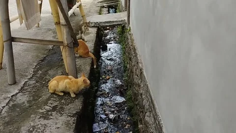 Three different colored cats relaxing on the edge of the sewer Stock Footage 219196264