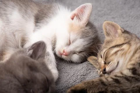 Three different coloured cats sleeping together Stock Photos