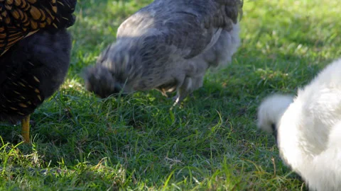 Three different coloured hens pecking in the long grass in a line. Stock Footage 341492402