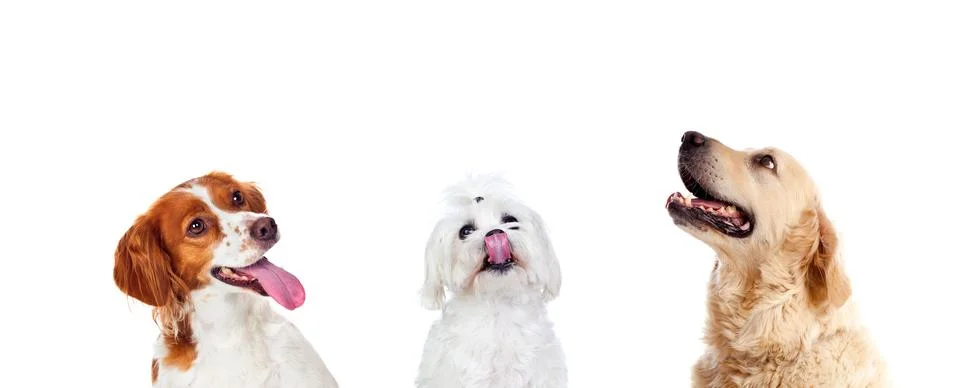 Three different dogs looking up Foto stock