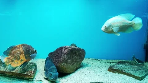 Three different fish of the cichlid family with different colors, black, white Video stock 300340646