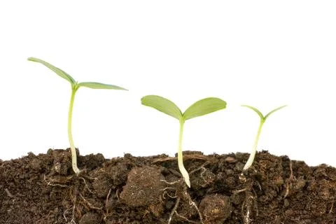 Three different growing cucumber plants close up. Roots and soil cutaway visi Foto stock