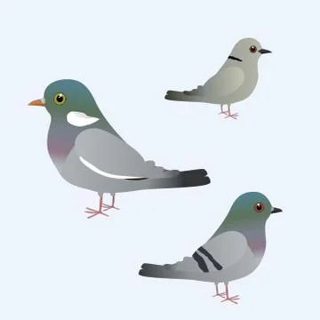 Three different kinds of pigeons Illustrazione stock