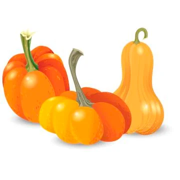Three different orange pumpkin isolated on white background. Autumn harvest  Stock Illustration