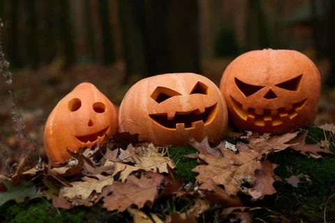 Three different orange pumpkins prepared for Halloween. Stock Photos