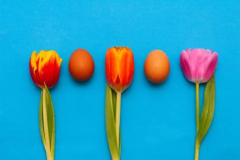 Three different red tulips and two chicken brown eggs on a blue background. Stock Photos