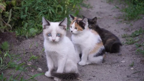 Three different scared kittens backs away Stock Footage 127879147