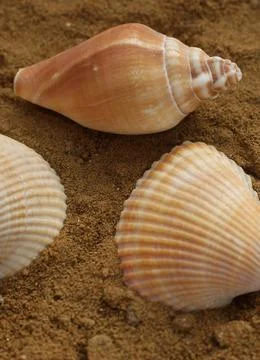 Three different shells in the sand Stock Photos