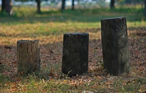 Three different size tree trunks in an autumn park Stock Photos