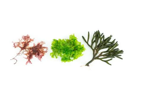 Three different species of algae on white background. Codium tomentosum Stock Photos