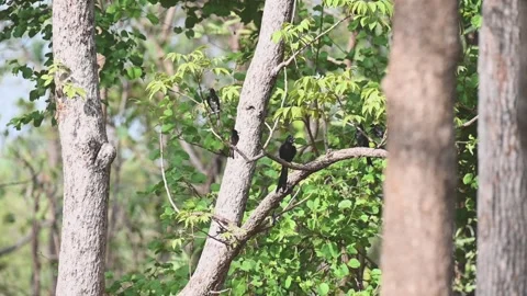 Three different species of drongos on the same tree in Pench national park Stock Footage 277935951