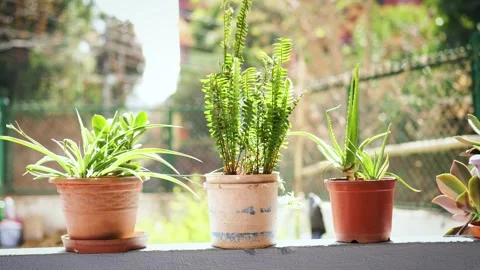 Three different type of plant in one frame Stock Footage 302557661
