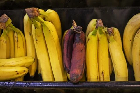 Three different types of bananas on the counter in a supermarket Stock Photos