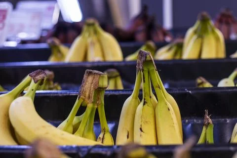 Three different types of bananas on the counter in a store Stock Photos
