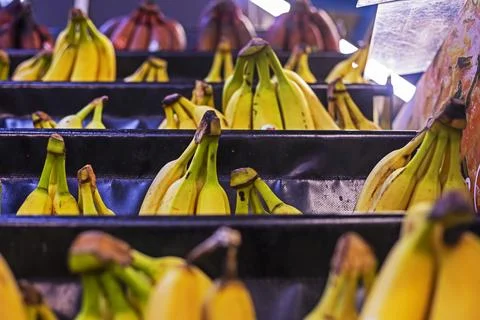 Three different types of bananas on the counter in a store Stock Photos