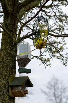 Three different types of bird feeders in a blossom tree with buds Stock Photos